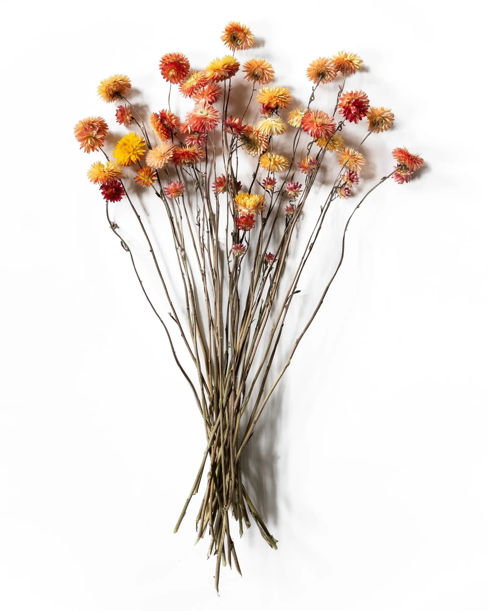 Helichrysum Aprikos - Kvartsbunt