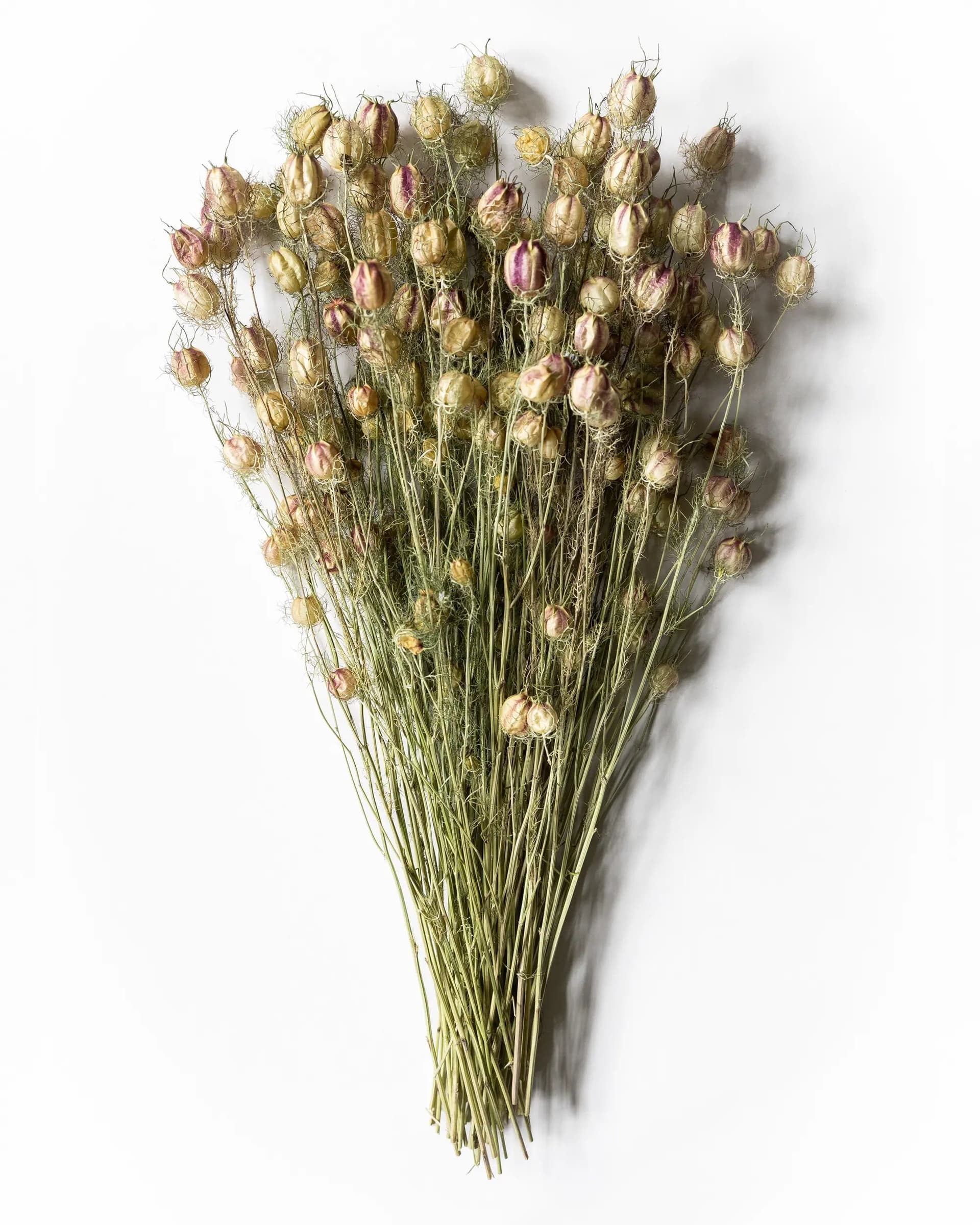 Torkad Nigella Frökapsel - Kvartsbunt
