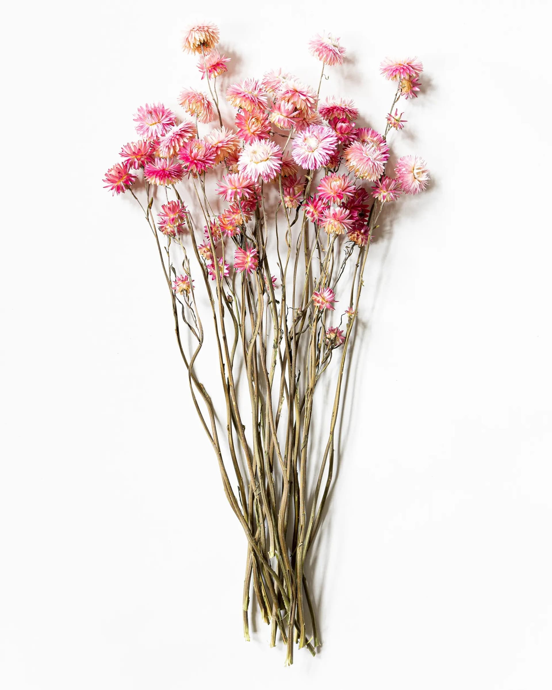 Helichrysum Rosa - Kvartsbunt