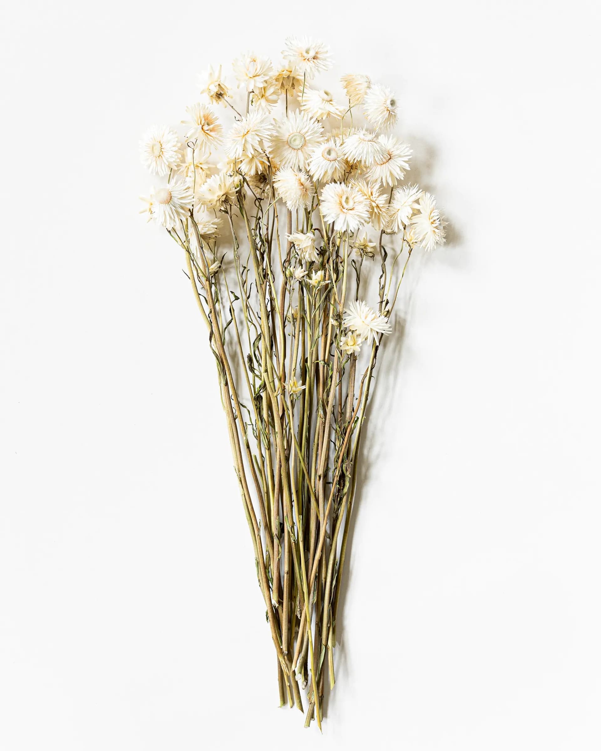 Helichrysum Vit - Kvartsbunt