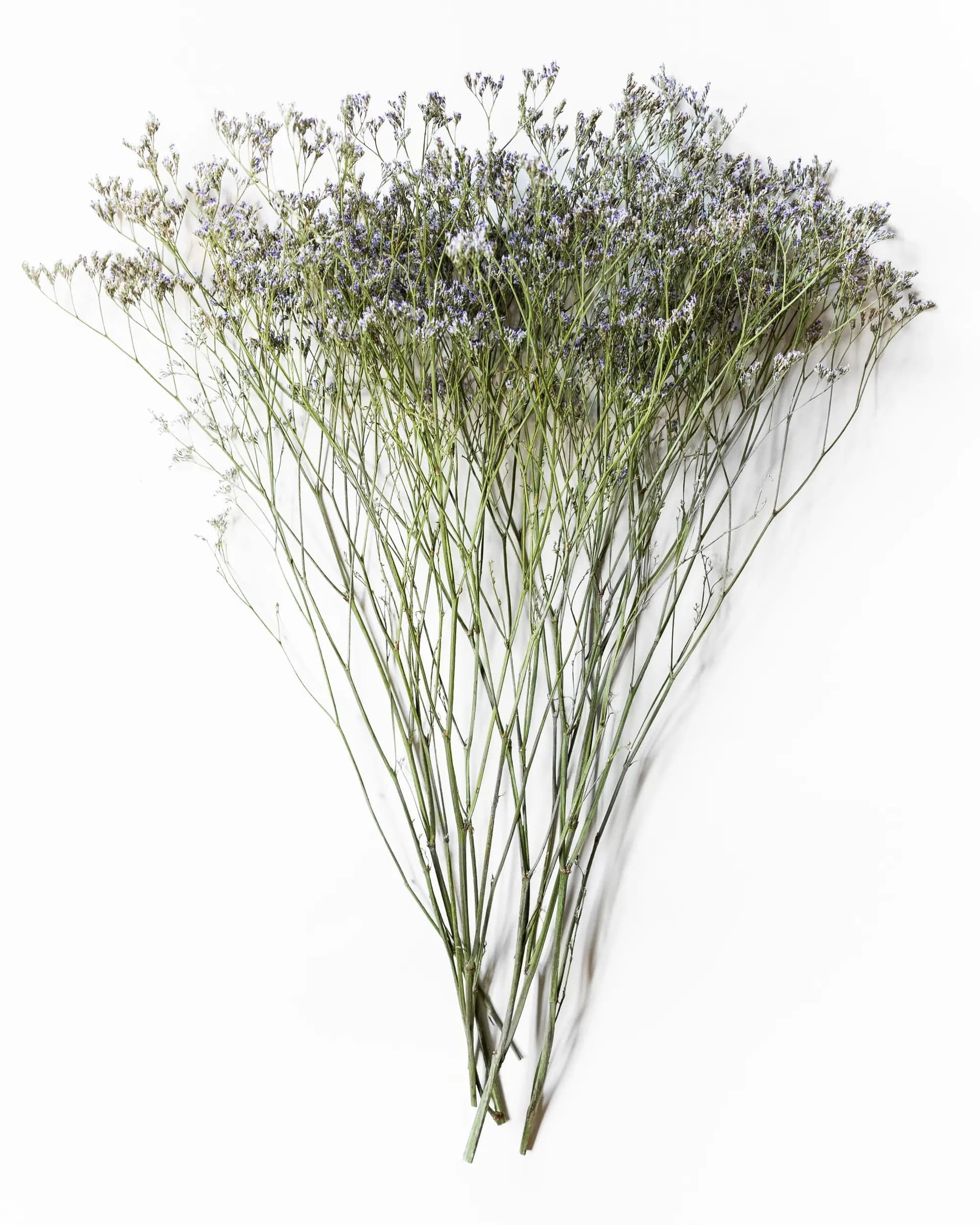Limonium - Halvbunt