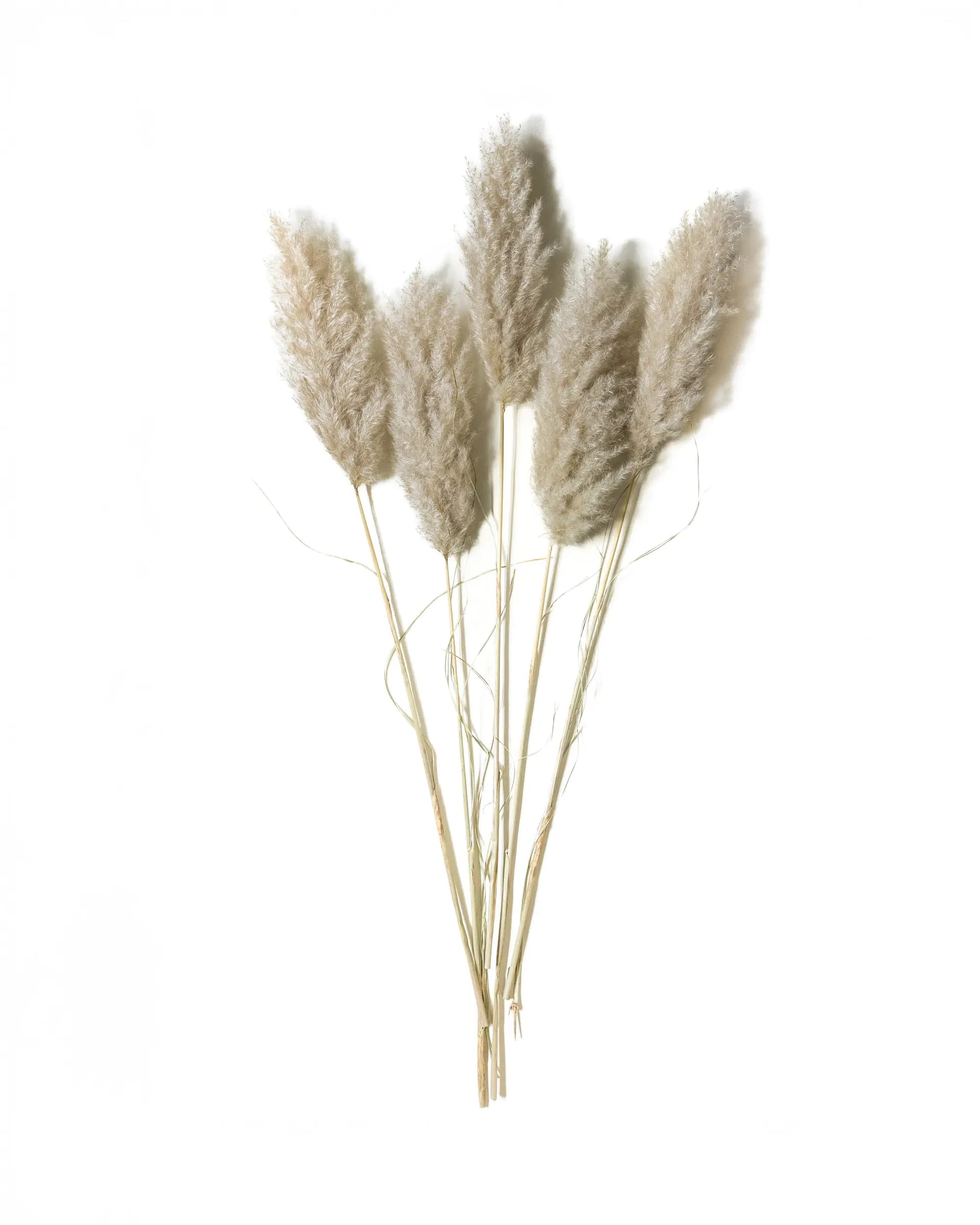 Pampas 115 cm - 3 st