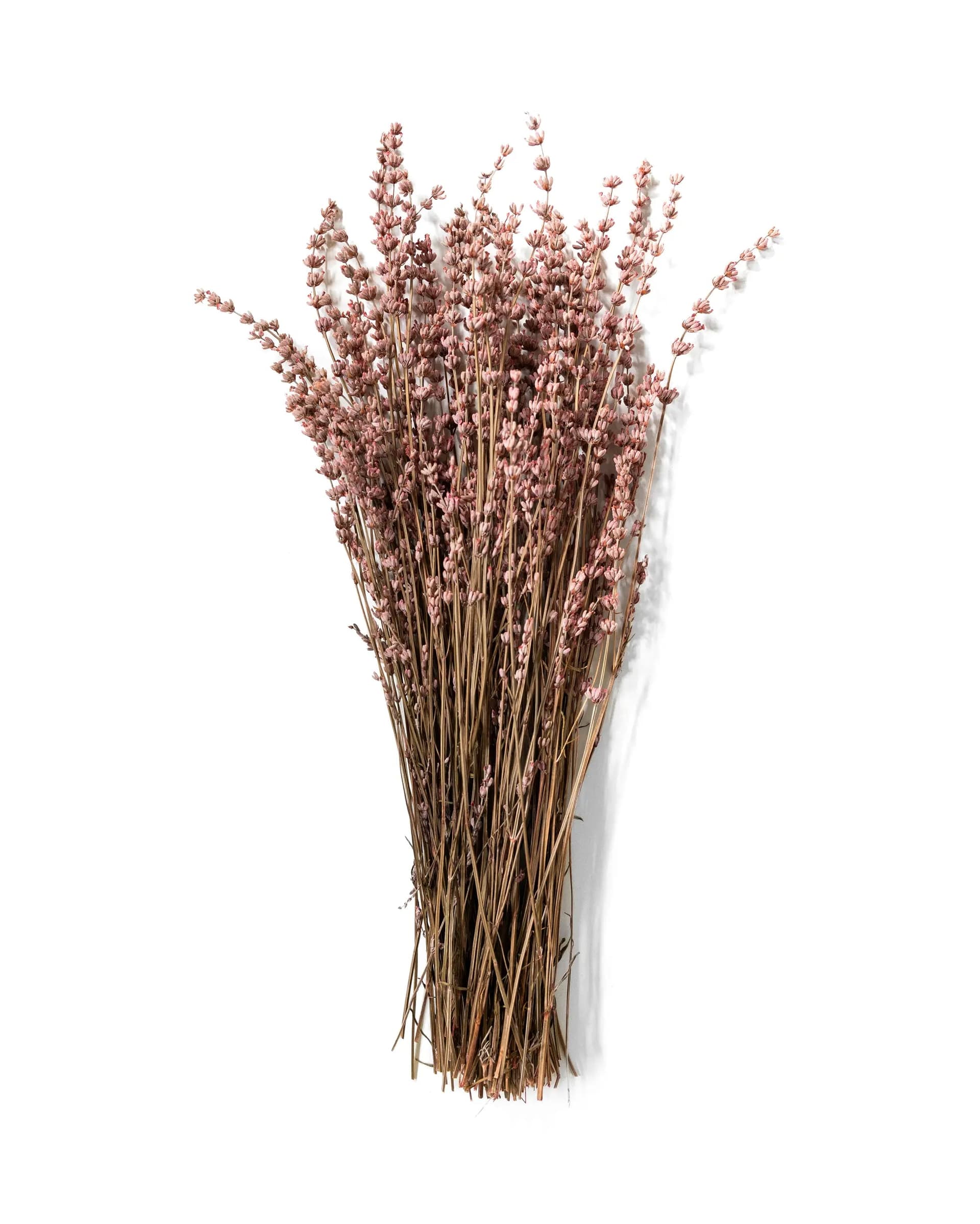 Konserverad Lavendel Rosa - Halvbunt