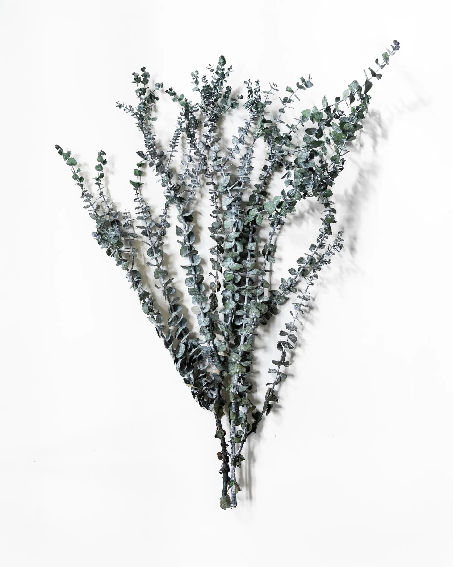 Eukalyptus Små blad - Halvbunt