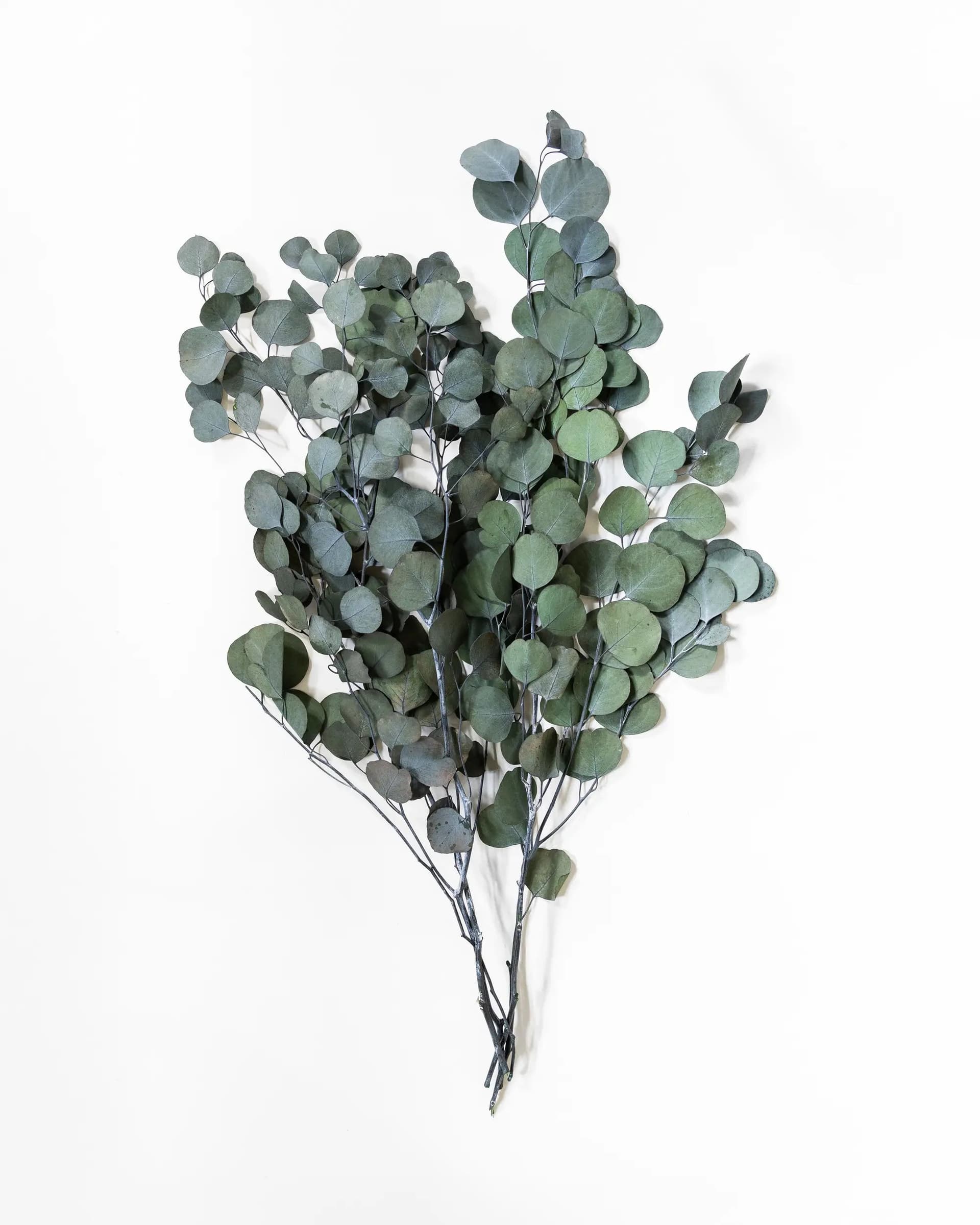 Eukalyptus Stora blad - Halvbunt