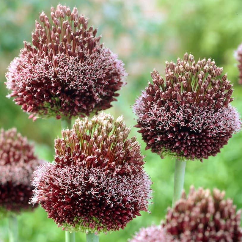 Ametistlök 1st - Allium amethystinus Forelock