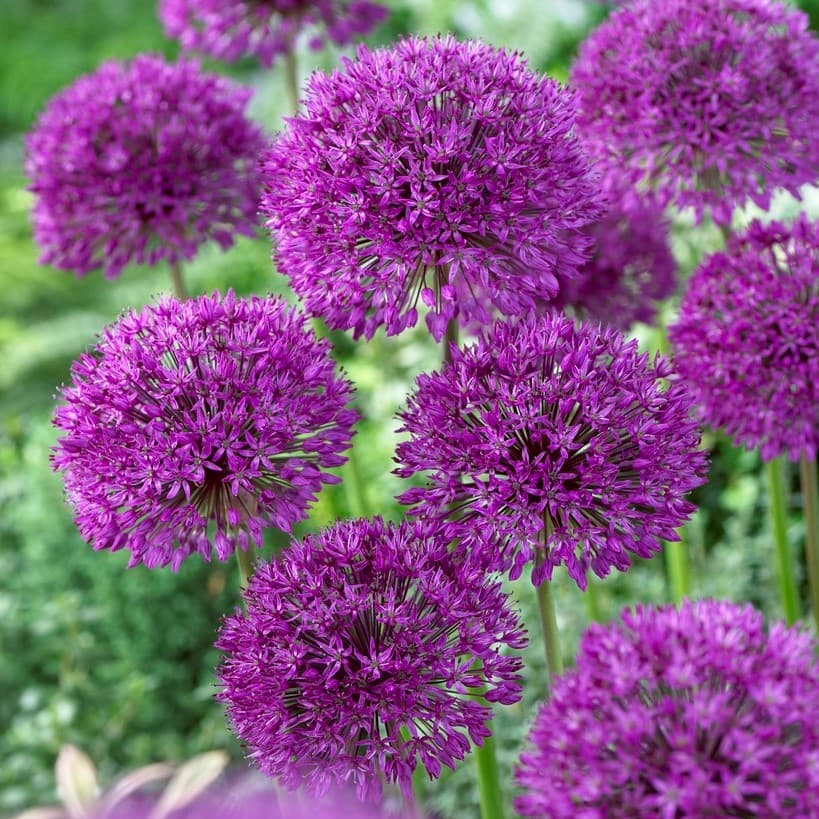 Kirgislök 5st - Allium aflatunense Purple Sensation