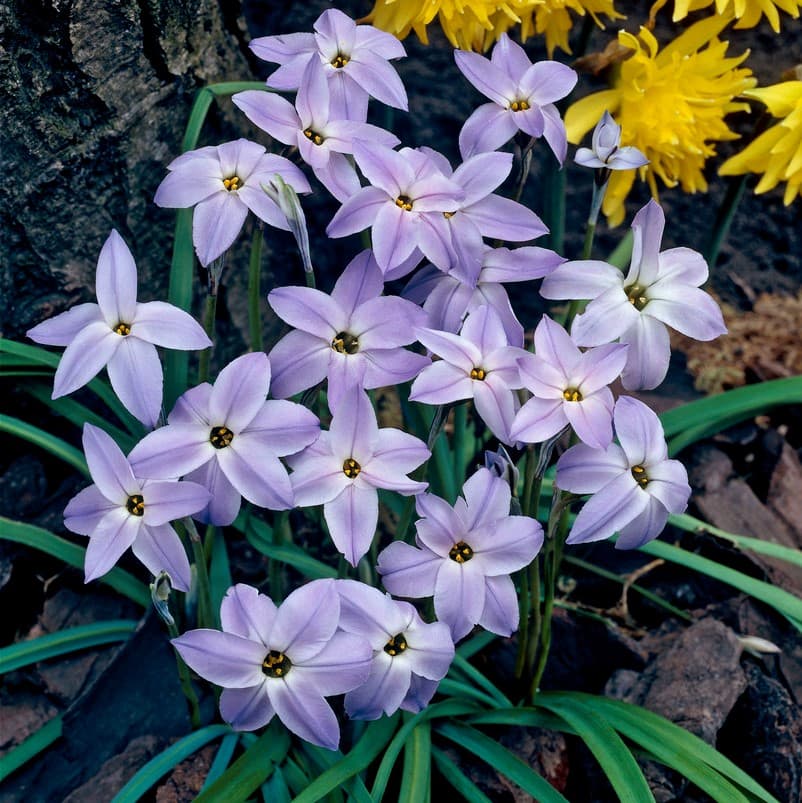 Vårlilja 15st - Ipheion uniflorum Wisley Blue