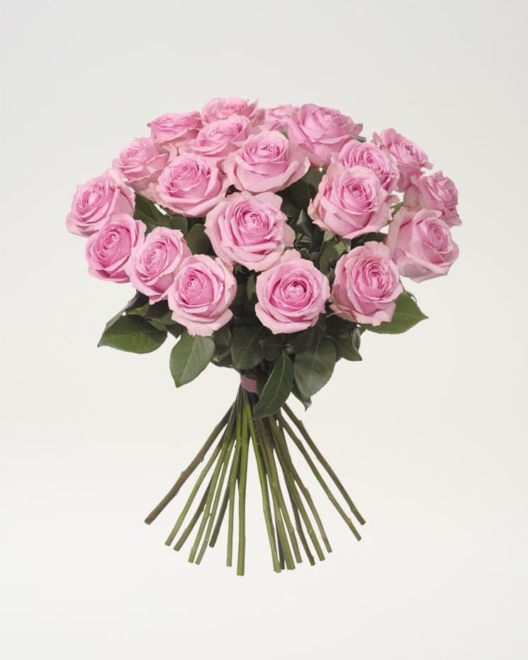 20 rosa rosor