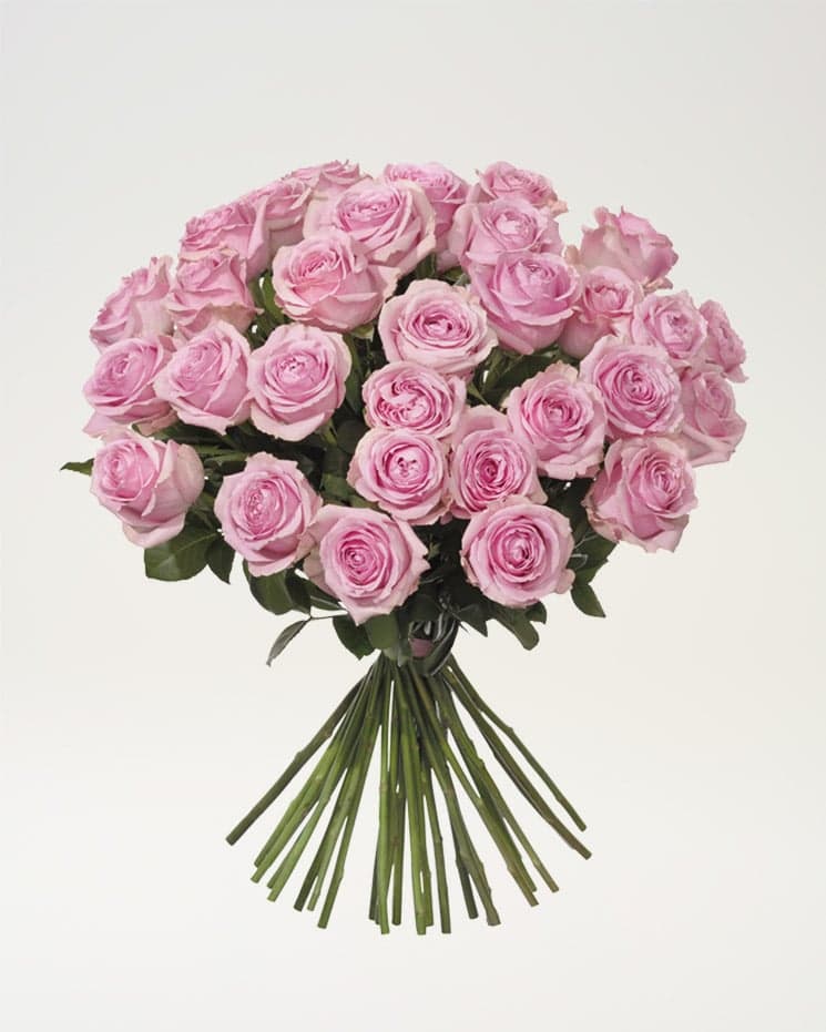 30 rosa rosor