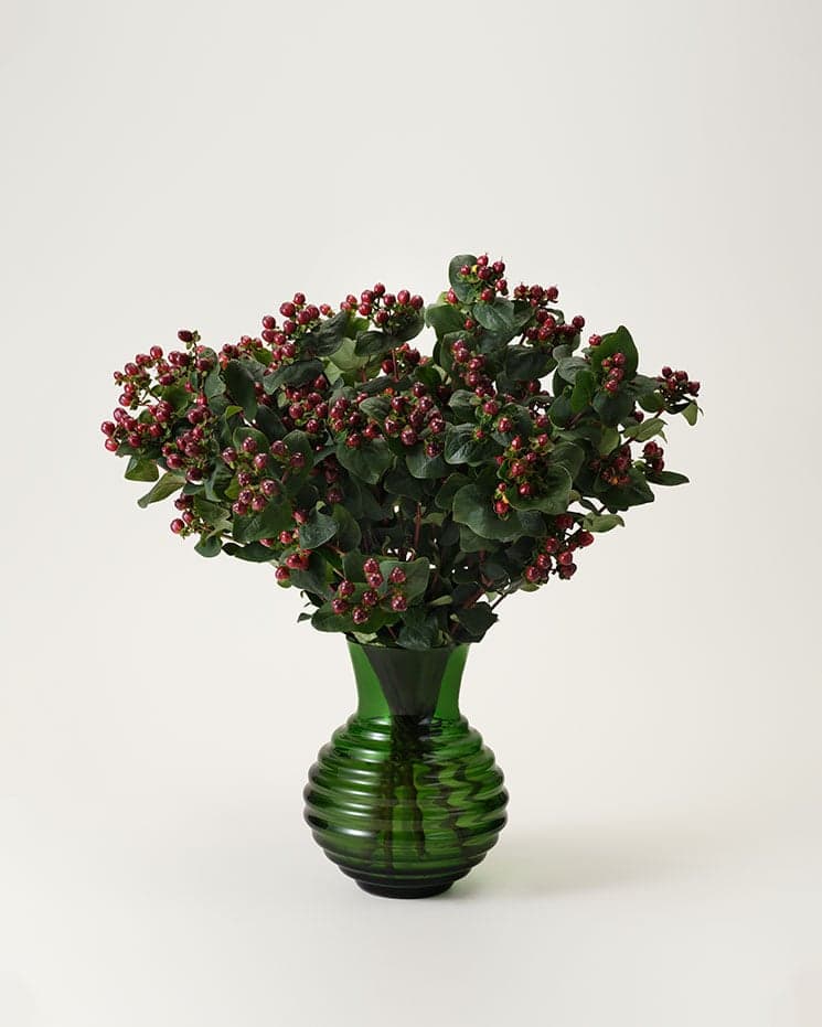 Hypericum