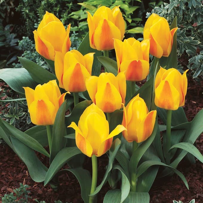 Näckrostulpan 7st - Tulipa kaufmania Buttercup