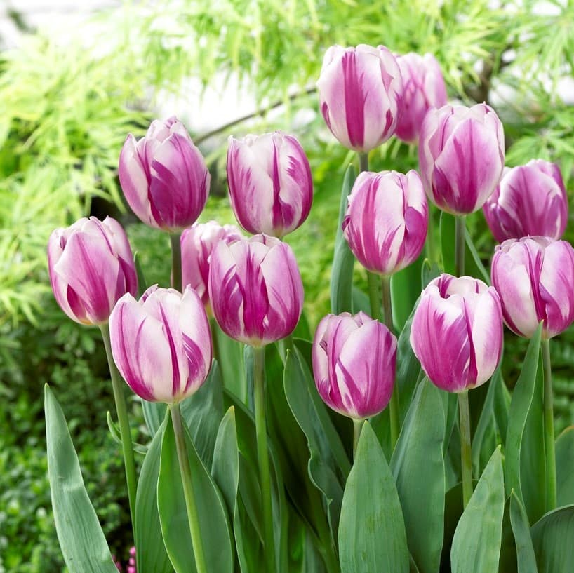 Triumftulpan 10st - Tulipa Flaming Flag