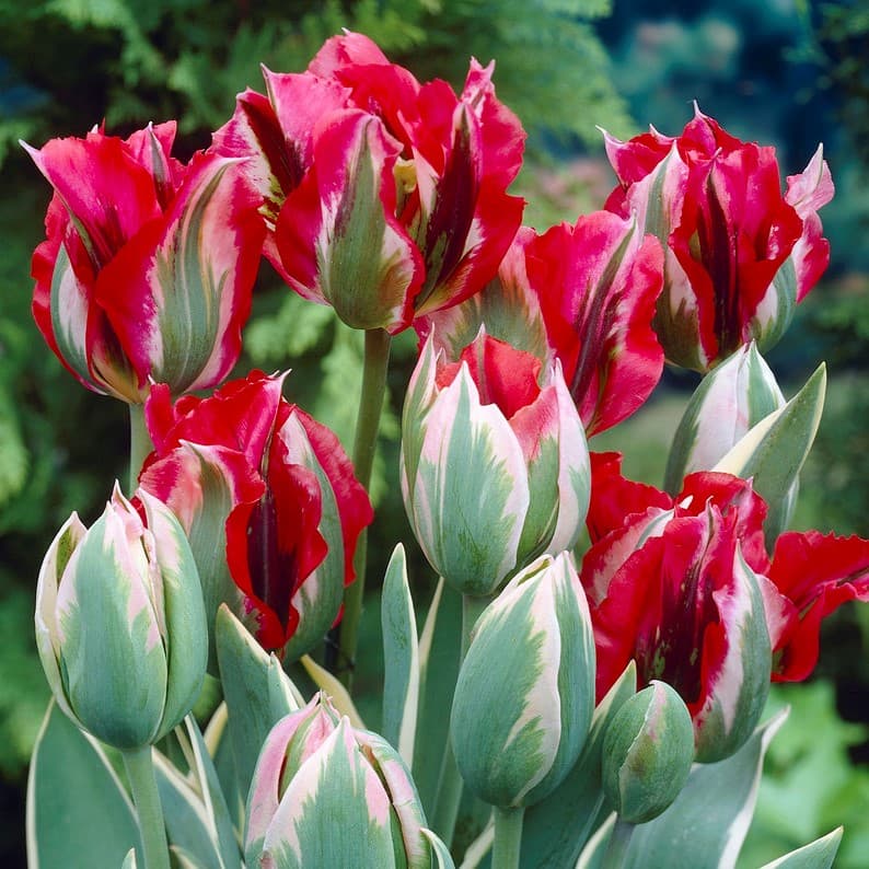 Grönbandad Tulpan 7st - Tulipa viridiflora Esperanto