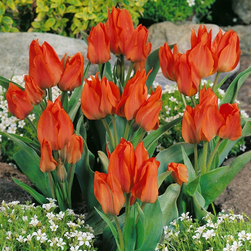 Påfågelstulpan 10st - Tulipa greigii Orange Toronto