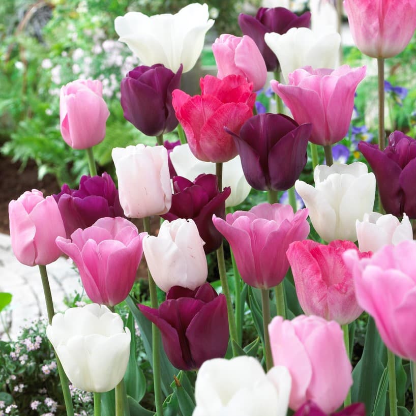 Triumftulpan 10st - Tulipa Flower Power