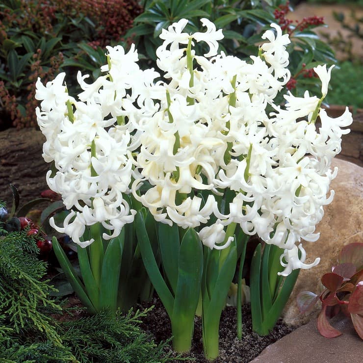 Trädgårdshyacint 5st - Hyacinthus orientalis White Pearl