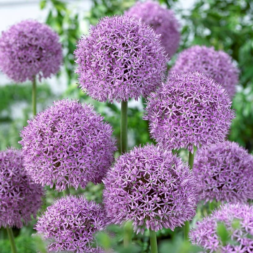 Jättelök 1st - Allium aflatunense Gladiator