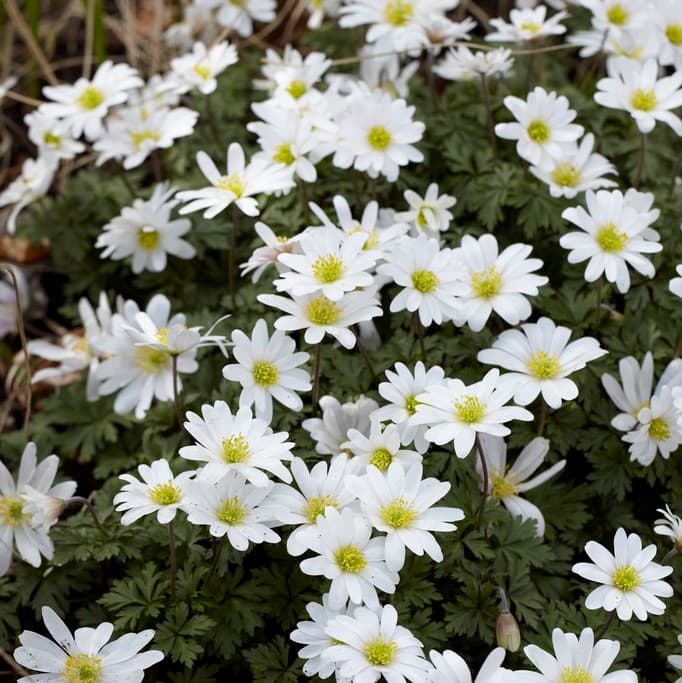 Balkansippa 10st - Anemone blanda White Splendour