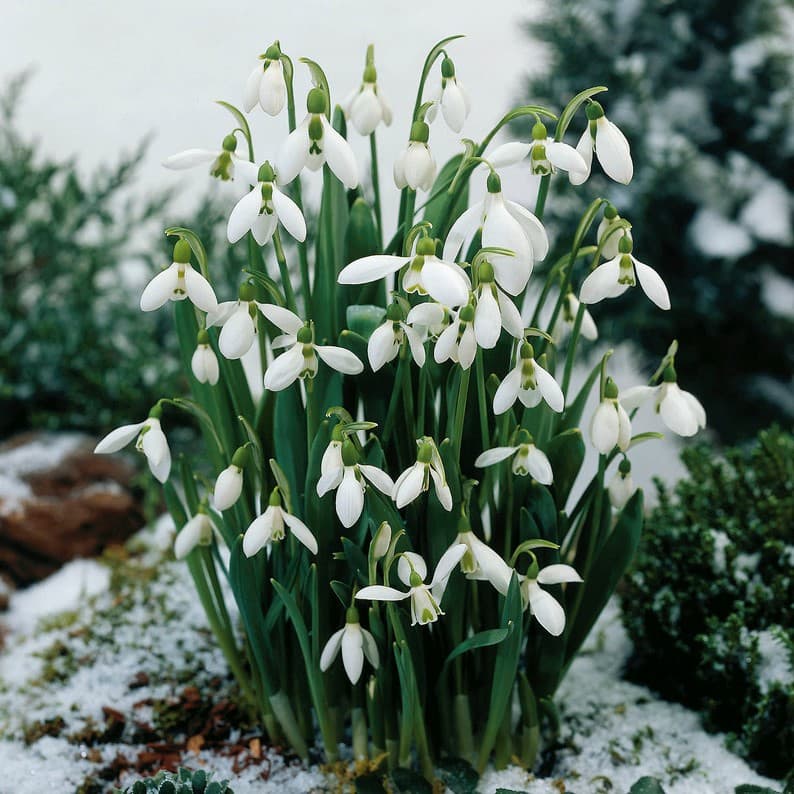 Turkisk Snödroppe 10st - Galanthus elwesii