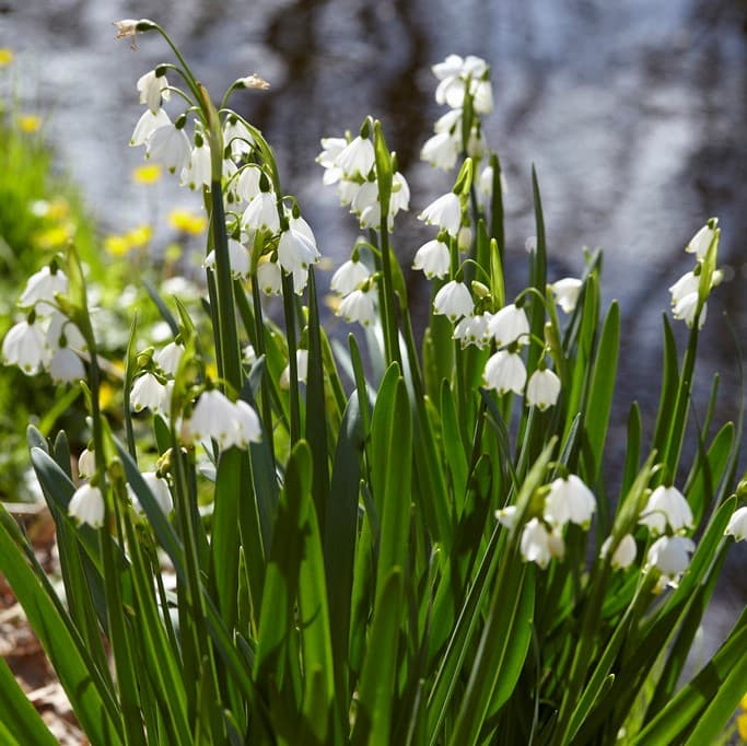 Sommarsnöklocka 10st - Leucojum aestivum