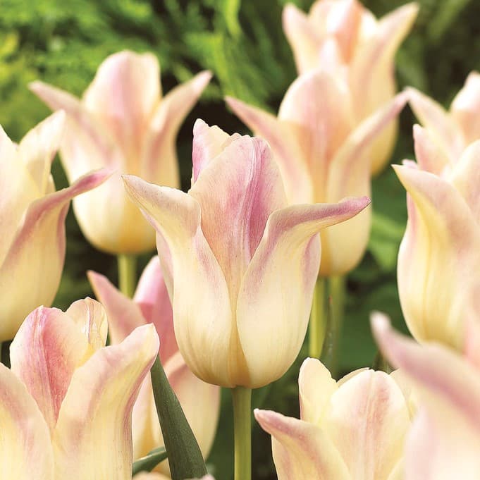 Liljetulpan Tulipa Elegant Lady 7st - Tulipa gesneriana Elegant Lady