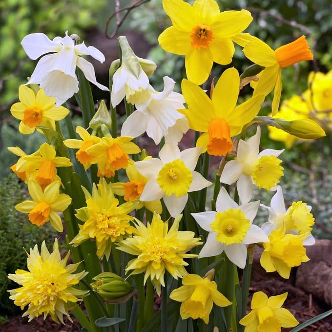 Botanisk Narciss 10st - Narcissus Mix