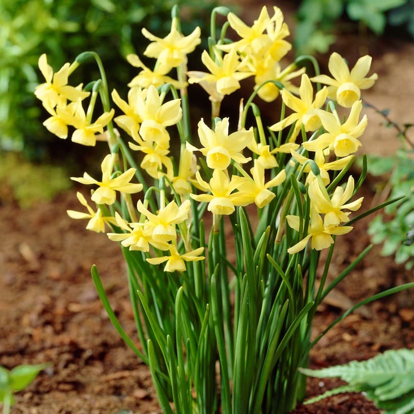 Orkidénarciss 10st - Narcissus triandus Hawera