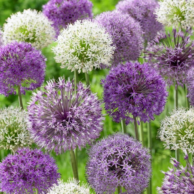 Allium Storblommig Mix 15st - Allium