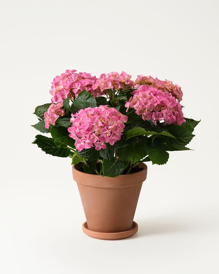 Rosa hortensia i vaxat papper
