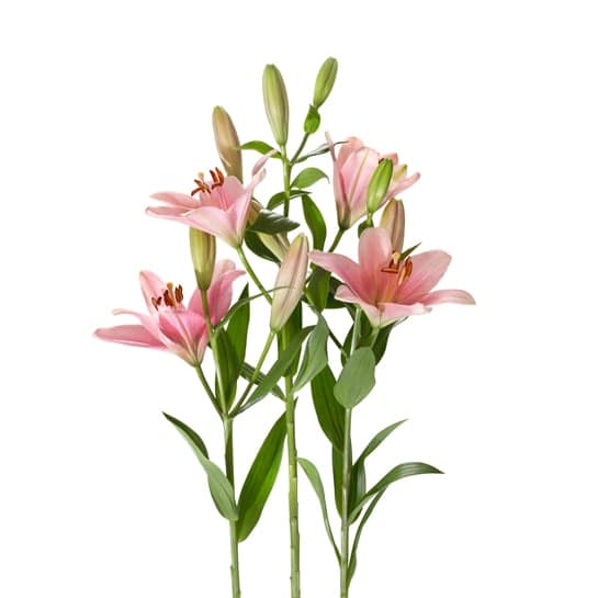 Lilja, rosa